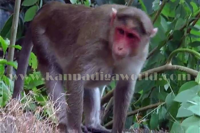 udupi_mangana_mamathe-4