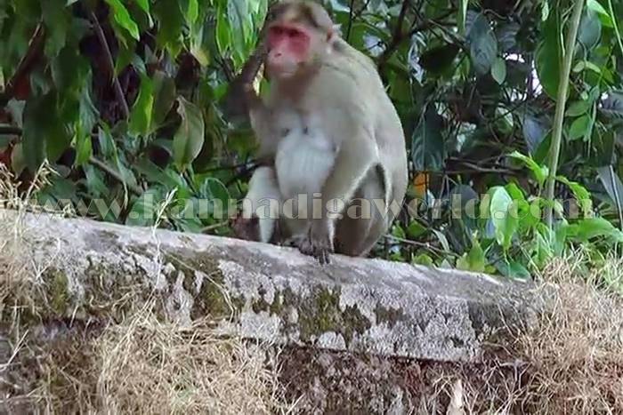 udupi_mangana_mamathe-5