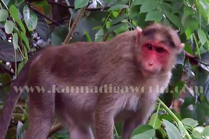 udupi_mangana_mamathe-6