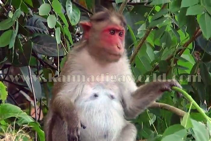 udupi_mangana_mamathe-7