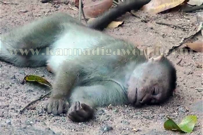 udupi_mangana_mamathe-8