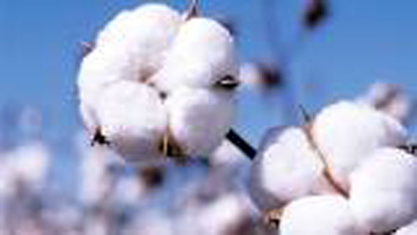 cotton
