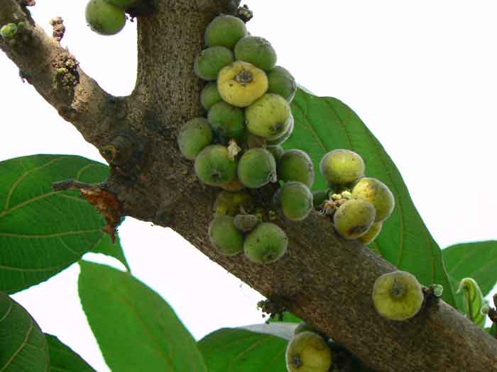 fig_atti_tree1