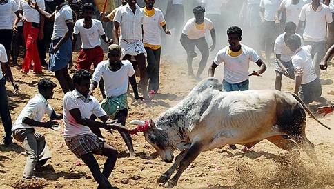 jallikattu