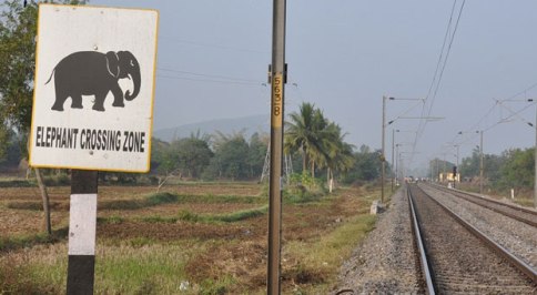 elephant-crossing