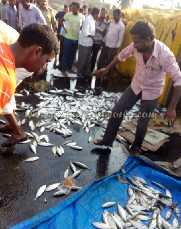 kundapura_fish-lorry_pulty-10