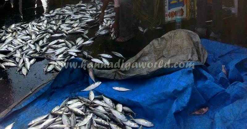 kundapura_fish-lorry_pulty-9