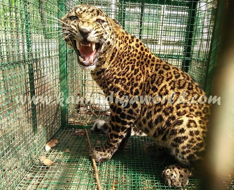 kundapura_siddapura_cheetha-problem-10