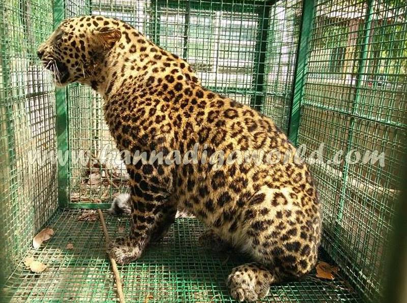 kundapura_siddapura_cheetha-problem-11