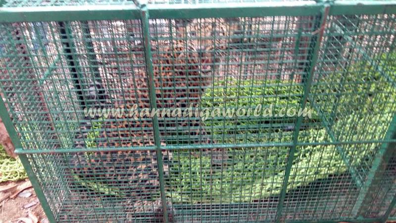 kundapura_siddapura_cheetha-problem-12