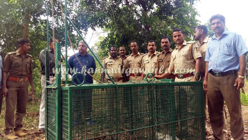 kundapura_siddapura_cheetha-problem-13