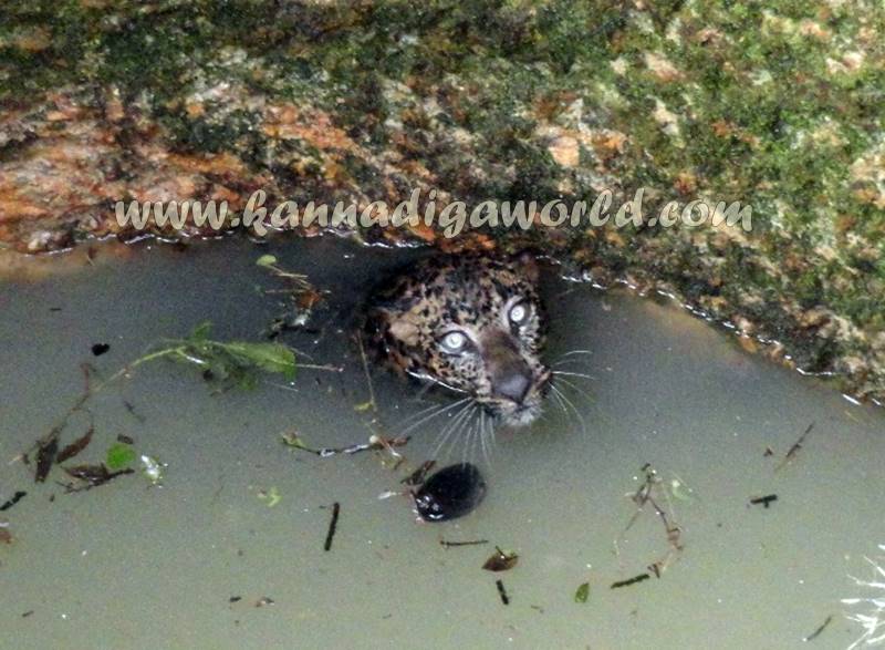 kundapura_siddapura_cheetha-problem-20