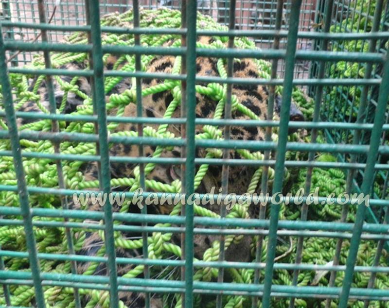 kundapura_siddapura_cheetha-problem-3