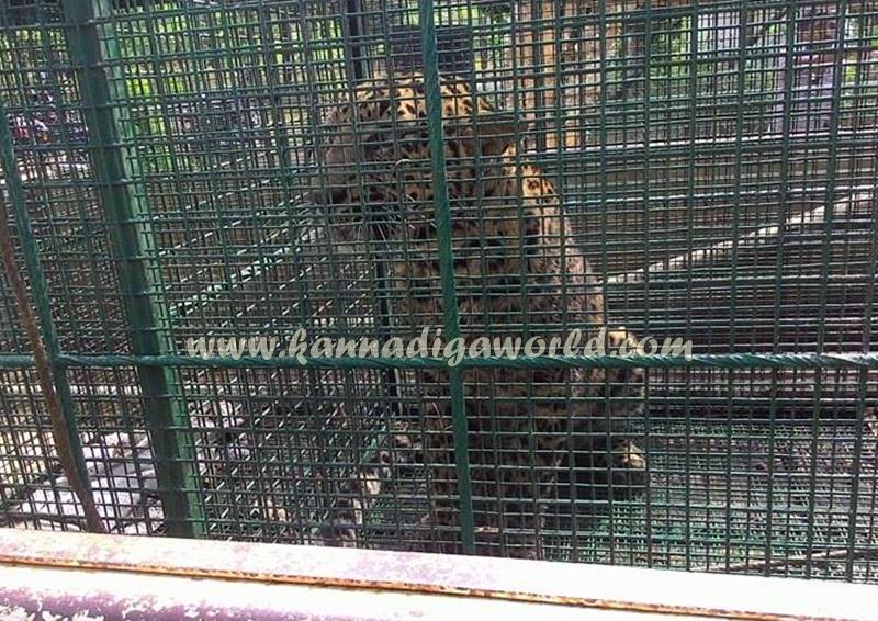 kundapura_siddapura_cheetha-problem-4