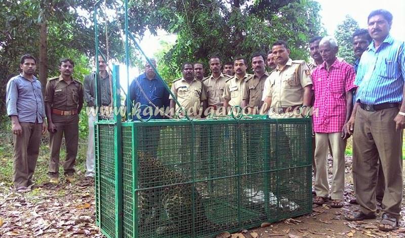 kundapura_siddapura_cheetha-problem-5