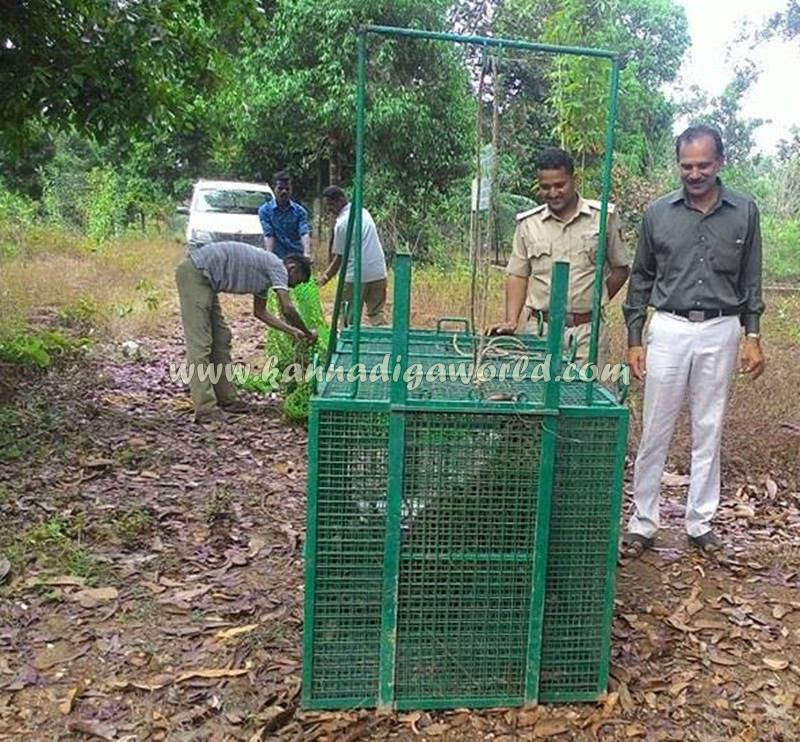 kundapura_siddapura_cheetha-problem-6