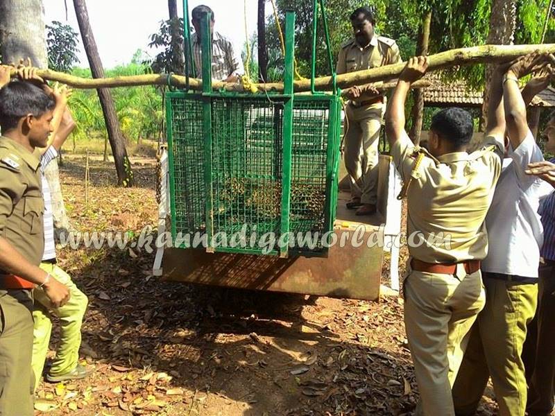 kundapura_siddapura_cheetha-problem-7